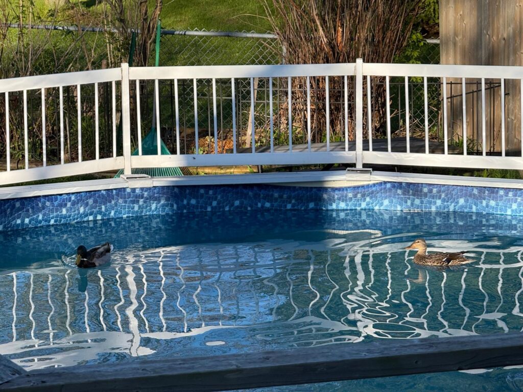 Two mallard ducks swimming in a partially filled backyard pool during a chilly Ontario spring morning.