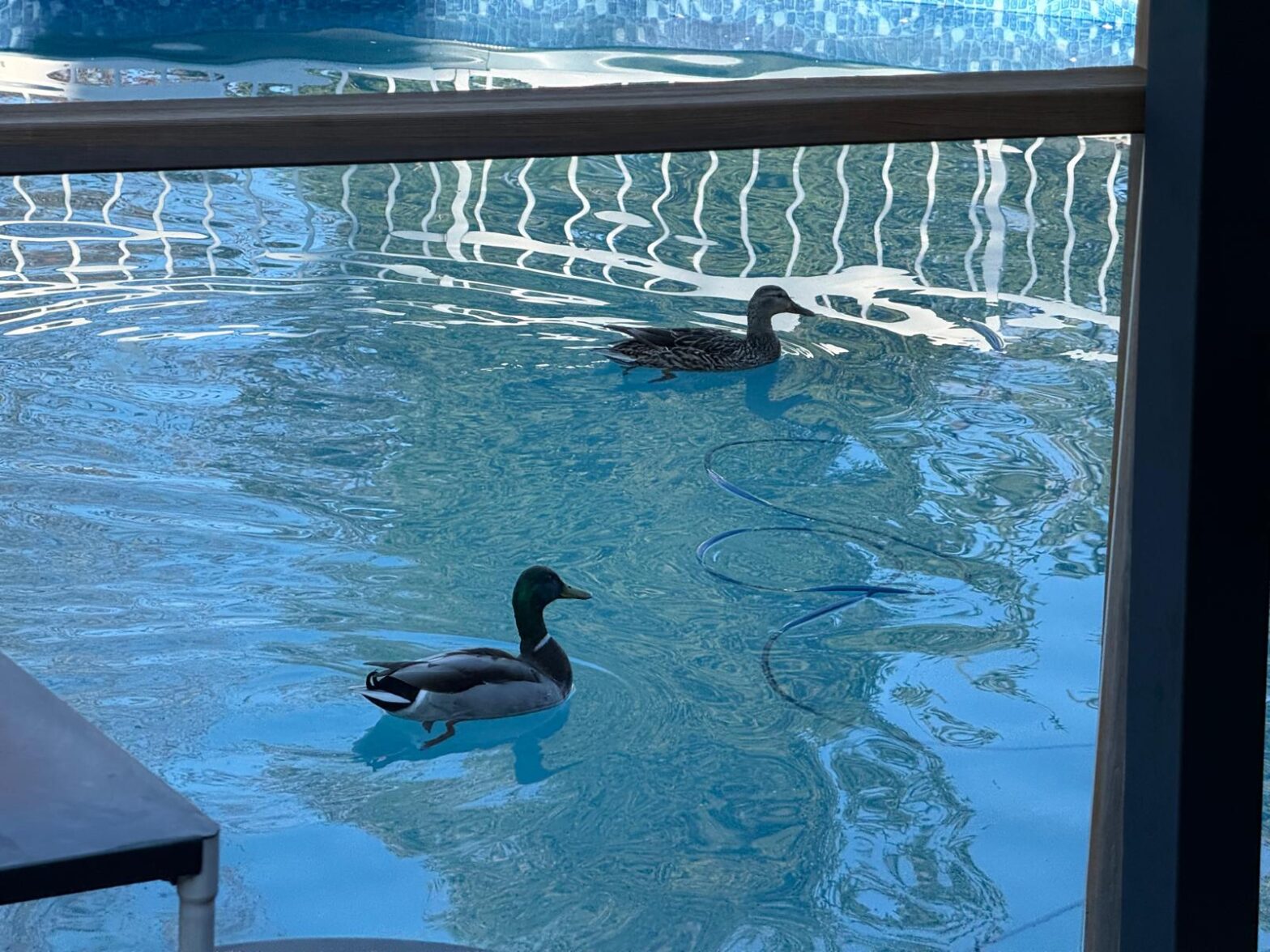 Two mallard ducks swimming in a backyard pool during spring pool opening season in Ontario.